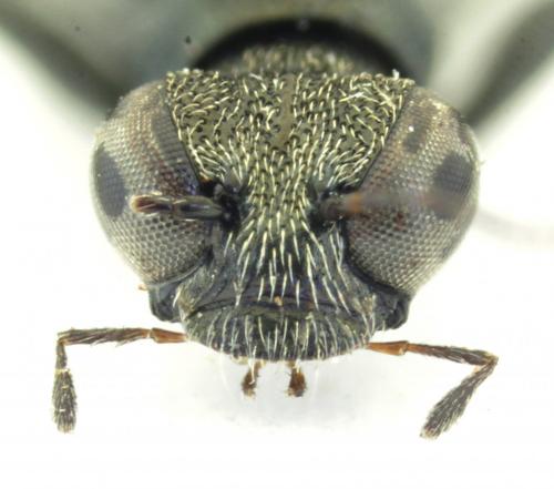 Stenus biguttatus